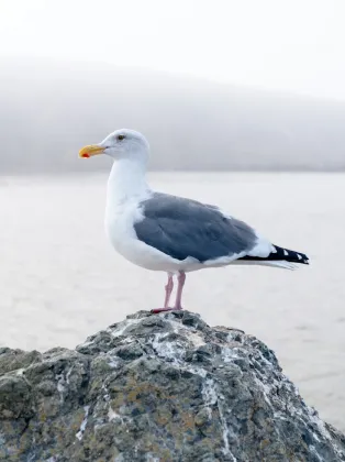 Sirály egy sziklán a nyugodt tenger mellett.