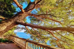 Apartmani Crikvenica prvi red do mora - pogled na more kroz stablo