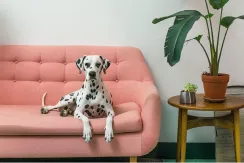 Huisdiervriendelijk appartement