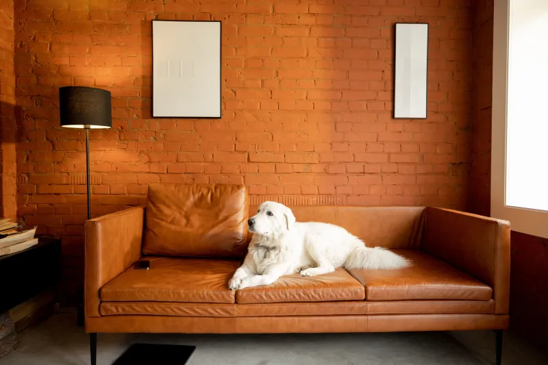 Apartamente care acceptă animale de companie - un câine alb stă relaxat pe o canapea din piele într-un interior modern.